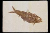 Detailed Fossil Fish (Knightia) - Wyoming #103944-1